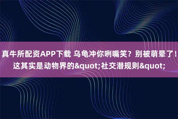 真牛所配资APP下载 乌龟冲你咧嘴笑？别被萌晕了！这其实是动物界的"社交潜规则"