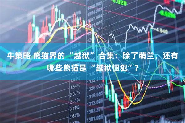 牛策略 熊猫界的 “越狱” 合集：除了萌兰，还有哪些熊猫是 “越狱惯犯”？