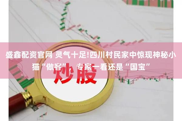 盛鑫配资官网 灵气十足!四川村民家中惊现神秘小猫“做客”，专家一看还是“国宝”